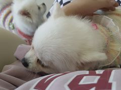 -怪兽屋·羊驼·猫咖·狗咖(俊华广场店)