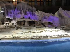 -帝企鹅自助餐厅•儿童岛•真企鹅(长隆企鹅酒店)