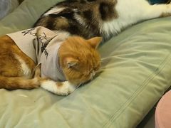 -平行世界·猫咖(首经贸店)