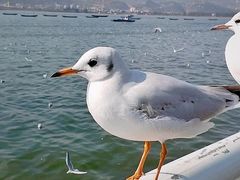 -海埂大坝