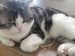 -糯米喵星人总部直营旗舰店·猫舍·幼猫出售