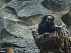 -红山森林动物园