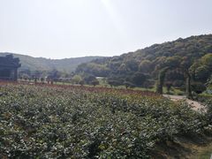 -龙寺生态园