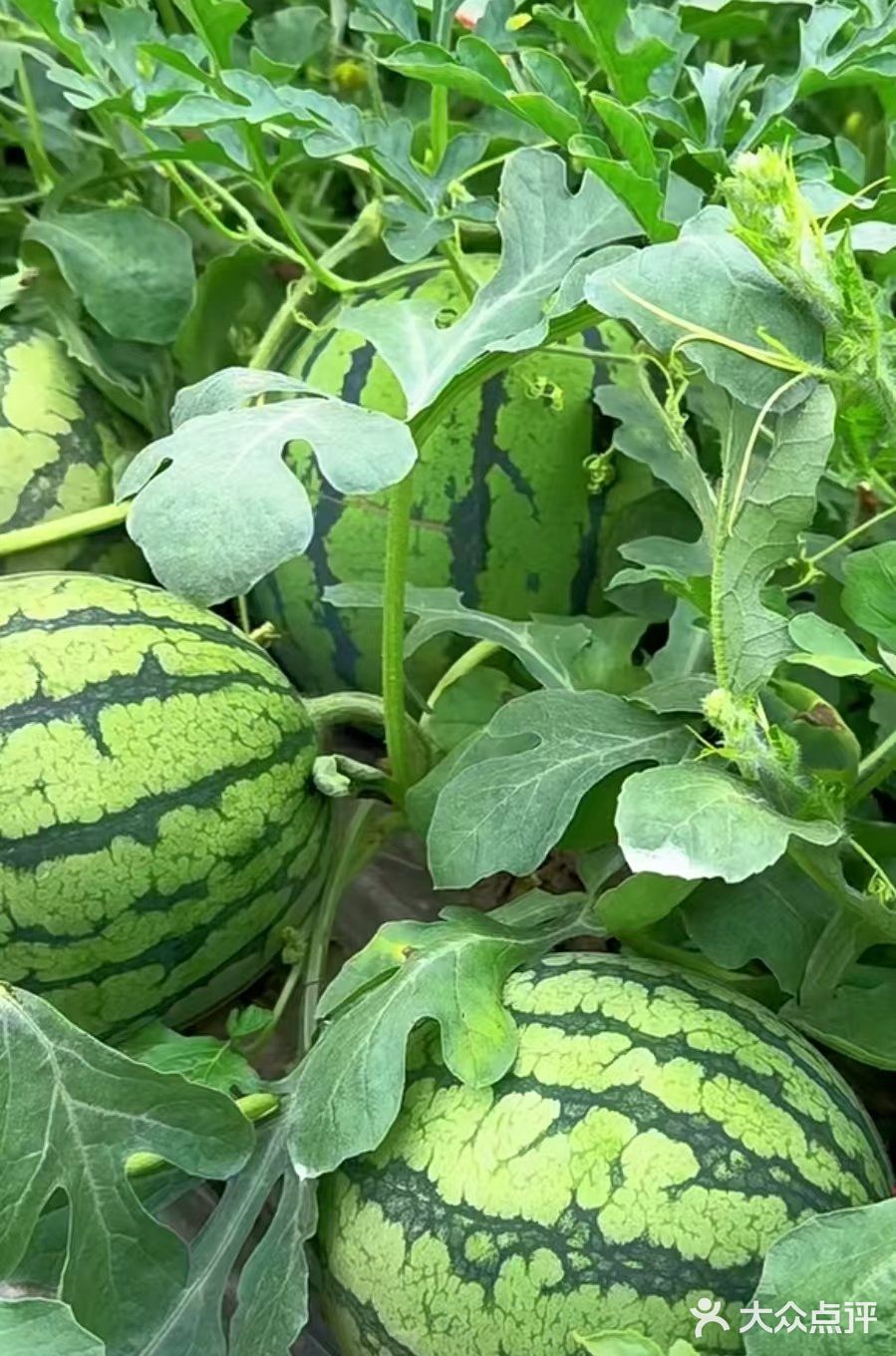 夏天是吃甜甜西瓜的季节