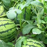夏天是吃甜甜西瓜的季节