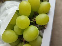 -马陆小张葡萄园农家乐