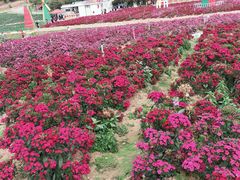 -松山湖梦幻百花洲