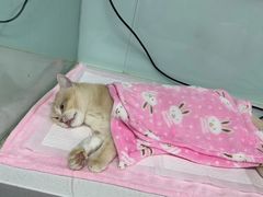 -达爱动物医院·犬猫分区·CT·复杂眼科(远洋山水分院)