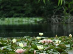 -茅家埠