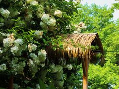 -上海共青森林公园