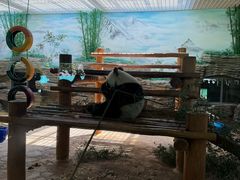 -西霞口神雕山野生动物世界