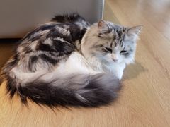-猫腻·猫咖·撸猫馆(星光大道店)
