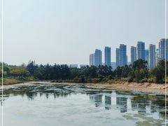 -五缘湾湿地公园