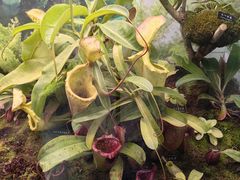 -中国科学院西双版纳热带植物园