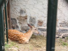 -大连森林动物园