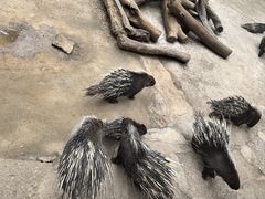 -昆明动物园