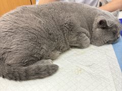 -博特宠物医院24h犬猫全科.骨科·异宠