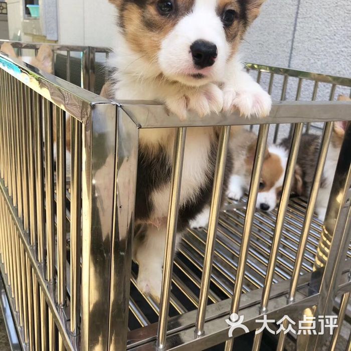 萌宠宝贝猫狗活体售卖宠物店