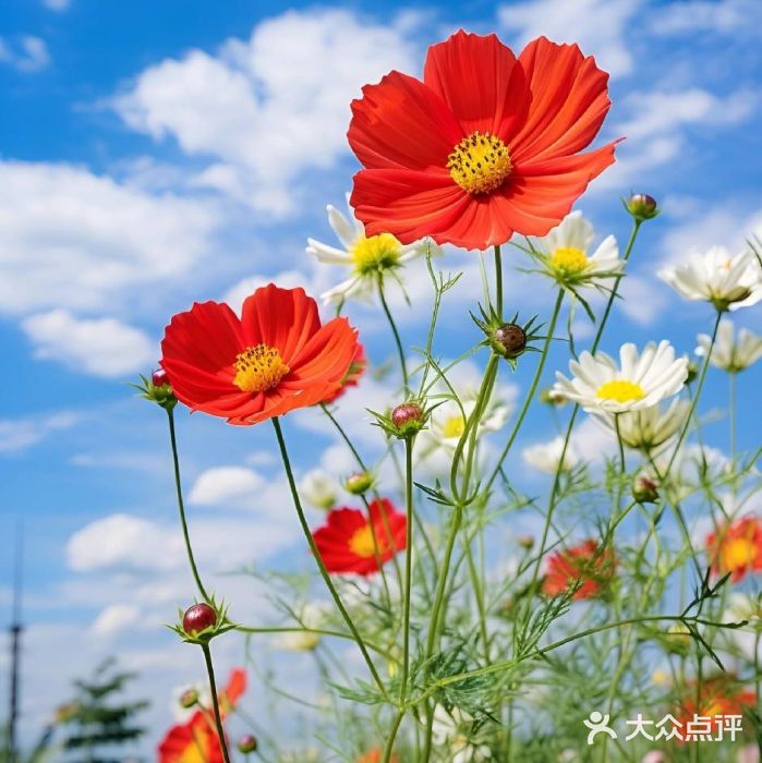 合翎鲜花饼图片