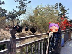 -西霞口神雕山野生动物世界