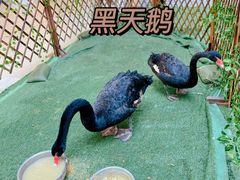 -保利MALL(天鹅湖店)