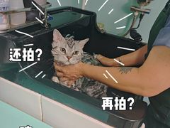 -猫宠乐园·专业洗护