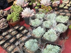 -龙大花卉苗木市场