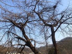 -千年银杏谷文化旅游区