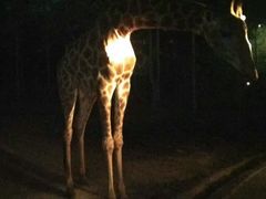 -清迈夜间动物园