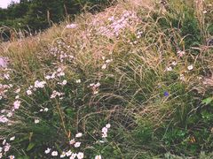 -白草畔自然风景区