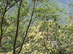 -梧桐山风景名胜区