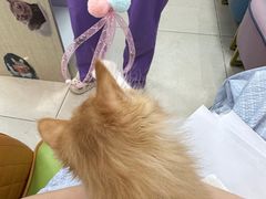 -北京观赏动物医院·24小时大型综合·猫专科·异宠专科