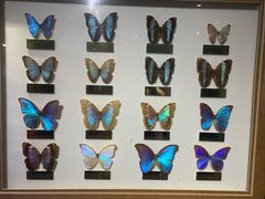 -上海昆虫博物馆