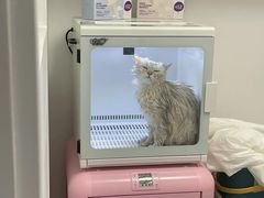 -山宅一喵德文卷毛猫舍