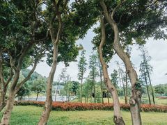 -王借岗森林公园
