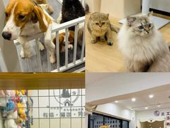 -有喵·猫咖·狗咖·30几只猫10只小狗(岗厦店)