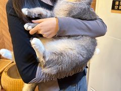 -MOCHA明星猫咖(田子坊店)