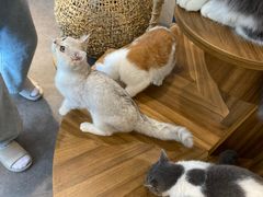 -飞行喵MR PILOT|猫舍·猫咖(静安大融城店)