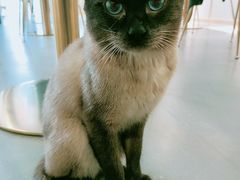 -飞行喵MR PILOT|猫舍·猫咖(静安大融城店)