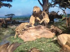 -国家自然博物馆