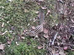 -五营红松林海景区