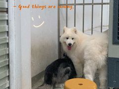 -星多哈·狗咖·拼豆·咖啡