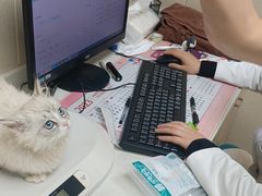 -安安宠医宠物医院·异宠·犬猫内科(岳阳分院)