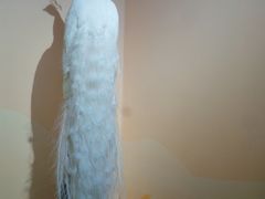 -北京麋鹿生态实验中心