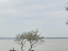 -宝安西湾红树林湿地公园