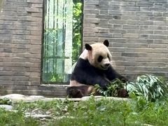 -都江堰中华大熊猫苑