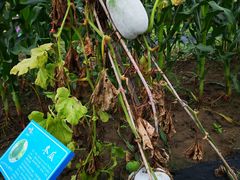 -上膳源有机农场