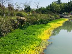 -桤木河湿地公园