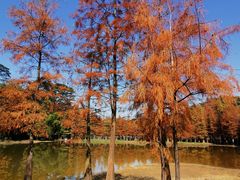 -番禺大夫山森林公园
