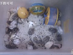 -双季花艺园艺市场(浦东店)